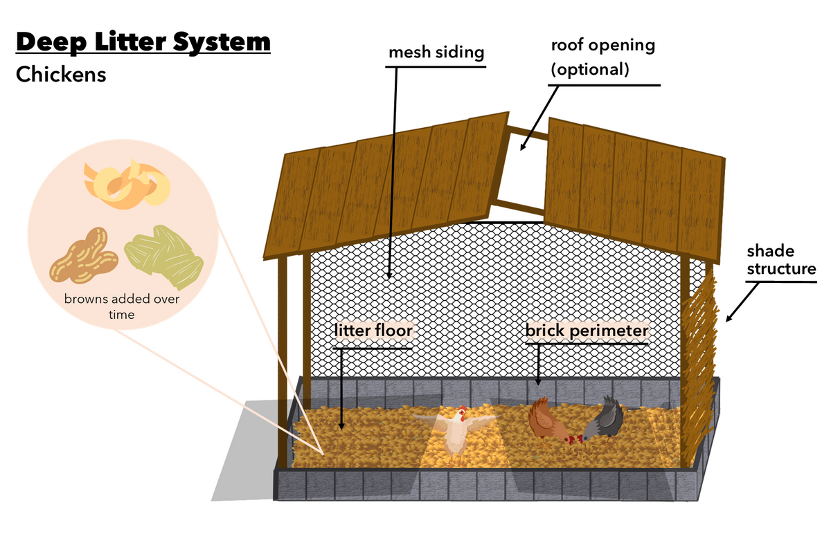 Deep Litter System - Chickens English